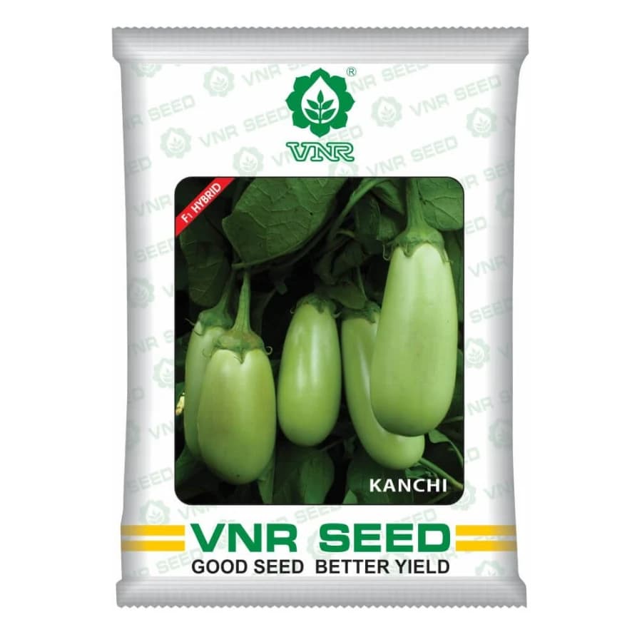 VNR Kanchi F1 Hybrid Brinjal Seeds, Oval Shape, High Yield & Light Green Fruits
